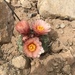 San Rafael Cactus - Photo (c) ChristineCimiluca, all rights reserved, uploaded by ChristineCimiluca