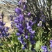 Sand Lupine - Photo (c) ChristineCimiluca, all rights reserved, uploaded by ChristineCimiluca