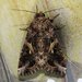 Yellow-striped Armyworm Moth - Photo (c) Don Troha, all rights reserved, uploaded by Don Troha