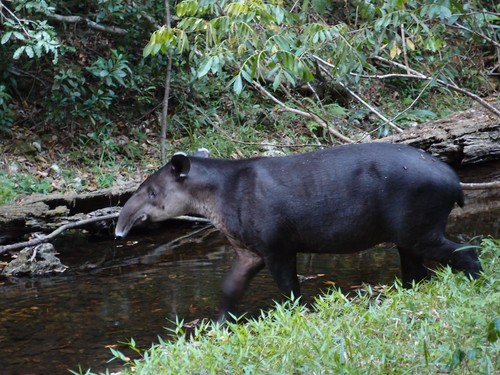 Baird's Tapir