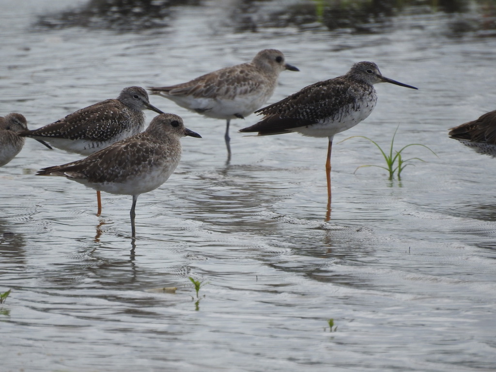 Shanks, Tattlers, and Allies from San José Guatemala, San Marcos, Gro