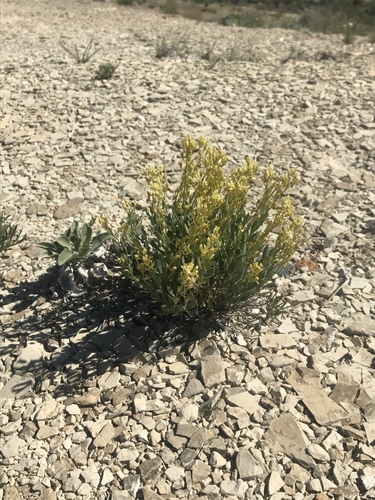 Uinta Basin waxfruit (Glaucocarpum suffrutescens)