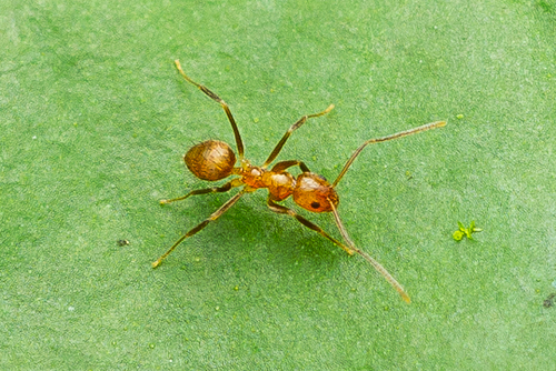 Nylanderia guatemalensis