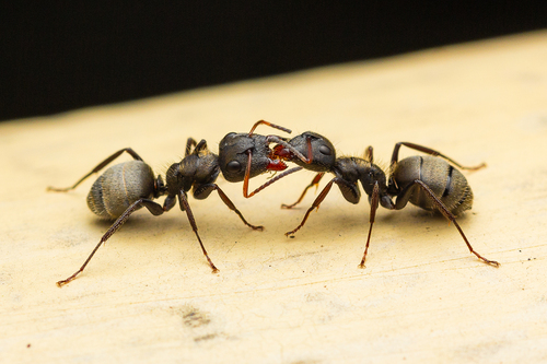 Camponotus brettesiCamponotus brettesi