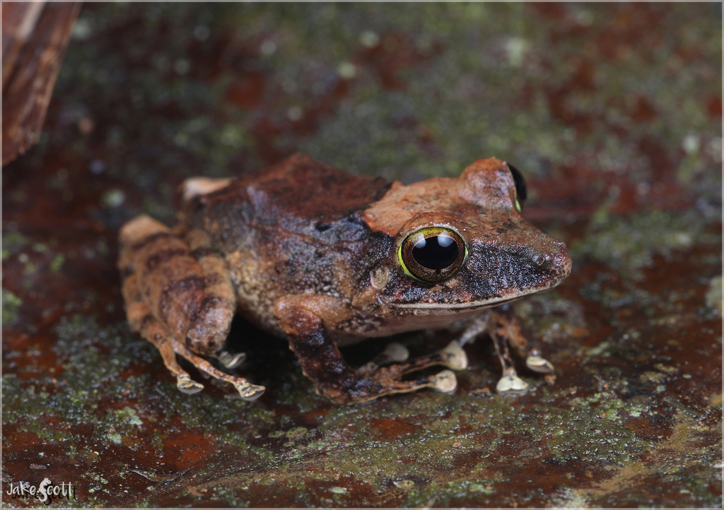 Clay-colored Rain Frog (Pristimantis cerasinus)