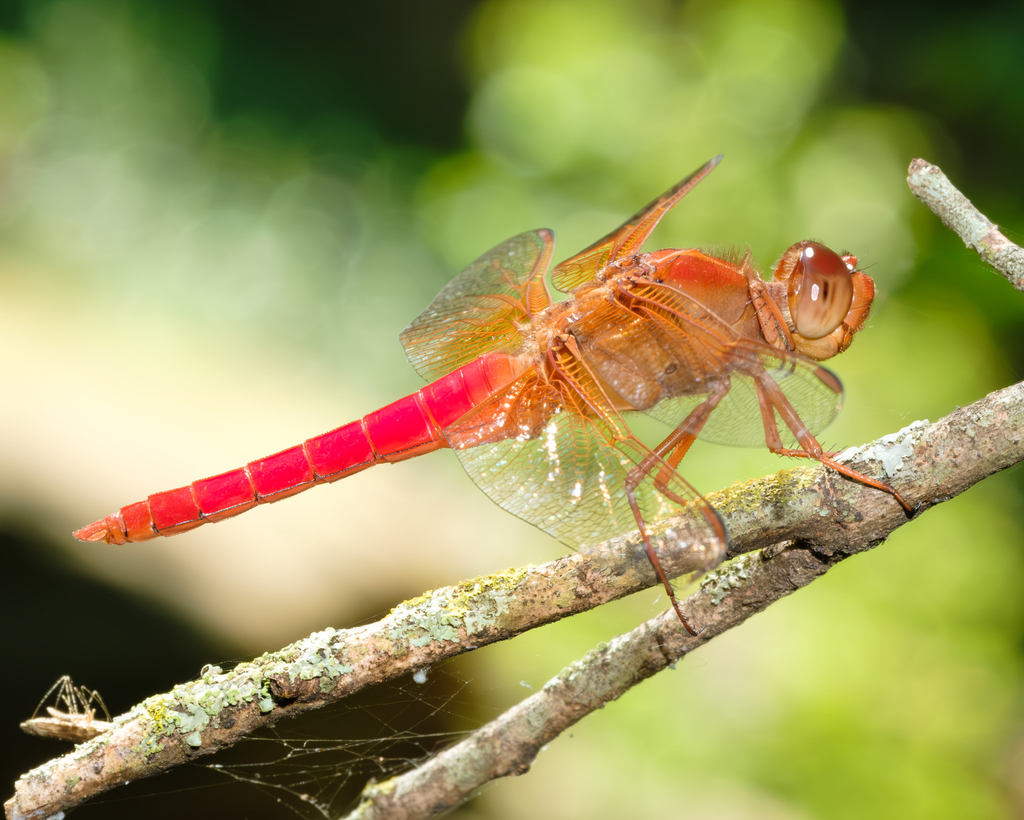 Neon Skimmer (Libellula croceipennis) · iNaturalist