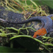 Yellow-headed Gecko - Photo (c) Jake Scott, all rights reserved, uploaded by Jake Scott