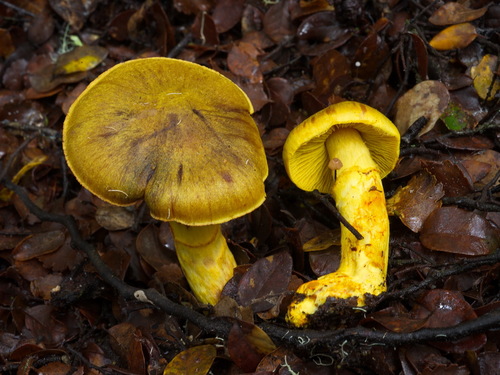 Dermocybe canaria