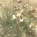 Astragalus convallarius - Photo 由 ChristineCimiluca 所上傳的 (c) ChristineCimiluca，保留所有權利