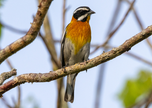Western Spindalis