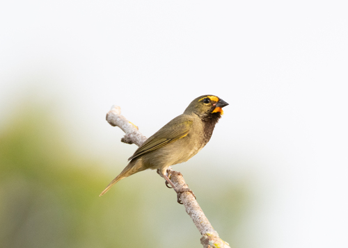 Yellow-faced Grassquit