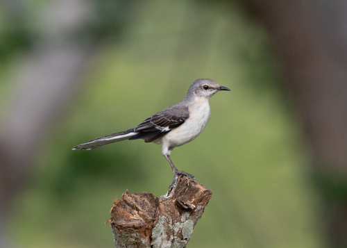 Northern Mockingbird