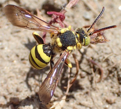 Edwards' Nomad (Nomada edwardsii) · iNaturalist