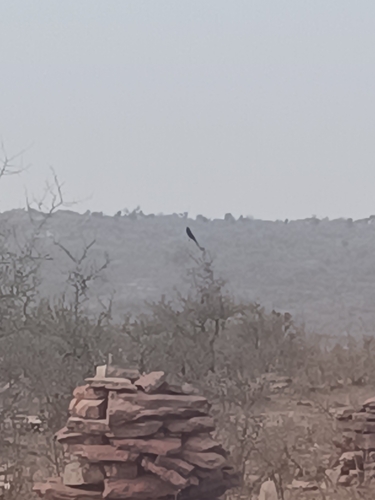 Black Drongo