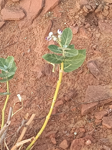 giant milkweed