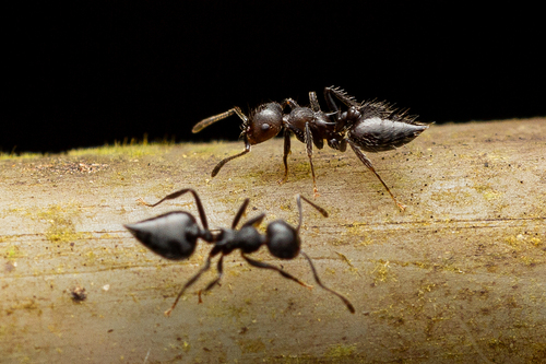 Crematogaster evallansCrematogaster evallans
