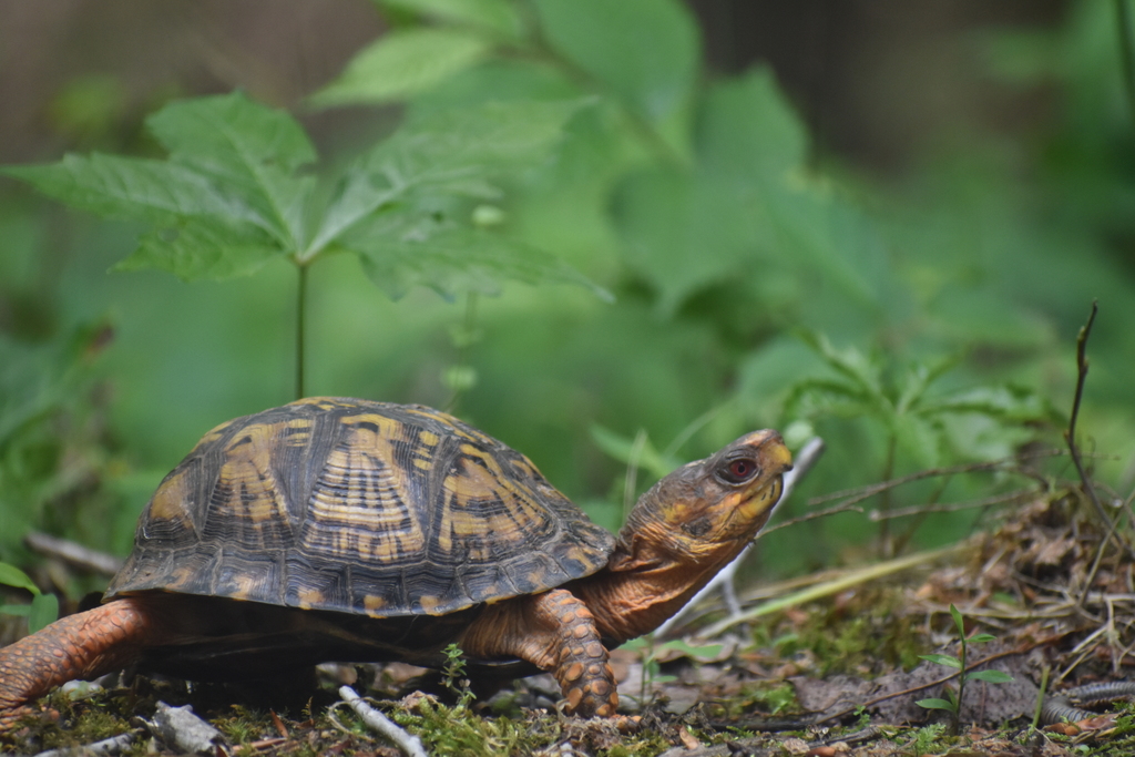 Eastern Box Turtle in May 2019 by Luke Pearson · iNaturalist