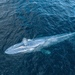 Blue Whale - Photo (c) cindycortez, all rights reserved