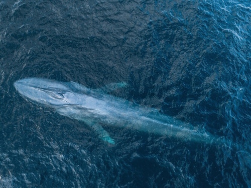 Blue Whale