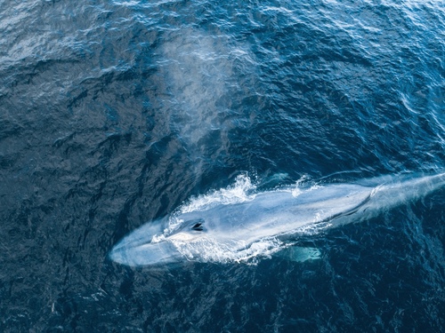 Fin Whale (Balaenoptera physalus) · iNaturalist