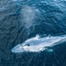 לווייתני ענק - Photo (c) cindycortez, כל הזכויות שמורות