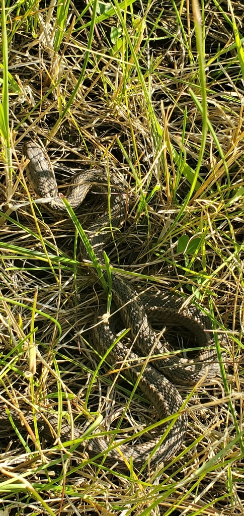 Western Terrestrial Garter Snake from Ronan, MT 59864, USA on June 23 ...