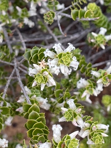 Styphelia cordifolia (Lindl.) F.Muell.