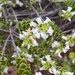 Heartleaved Bearded-Heath - Photo (c) Alex Mitchell, all rights reserved, uploaded by Alex Mitchell