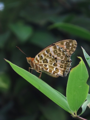 Tropical Fritillary