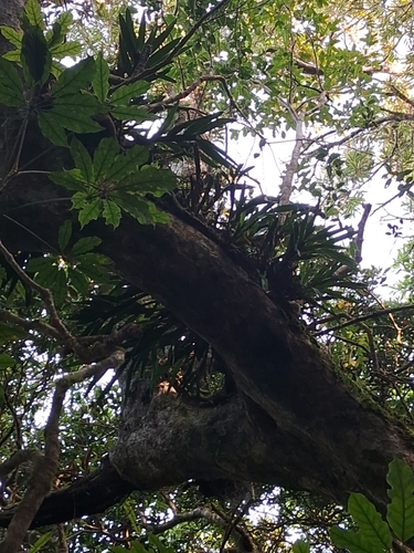 Agrostophyllum inocephalum