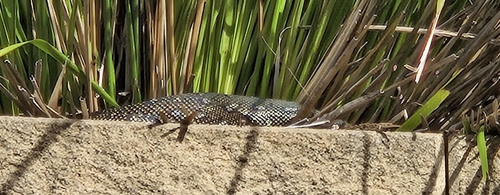 Diamond Python sighting