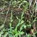 Platanthera formosana - Photo (c) naturalistchu, todos os direitos reservados, uploaded by naturalistchu