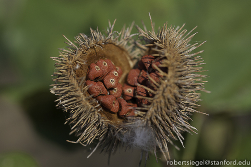 Lipsticktree