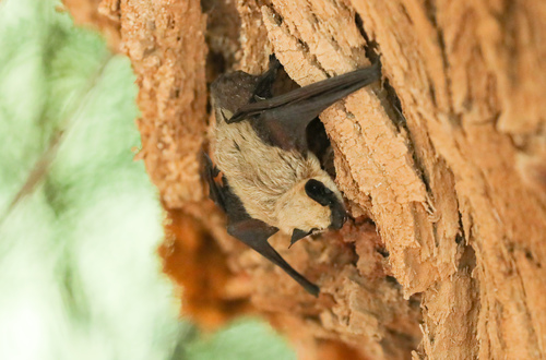 Canyon Bat