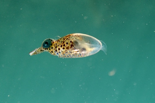 photo of Luminous Bay Squid (Uroteuthis noctiluca)