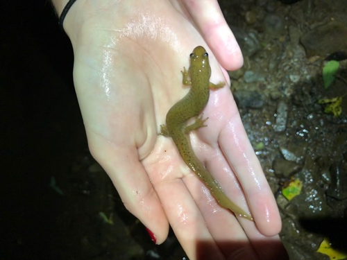 Black Mountain Salamander