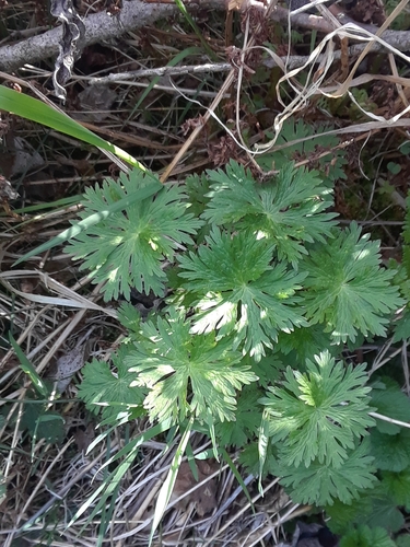 woolly cranesbill