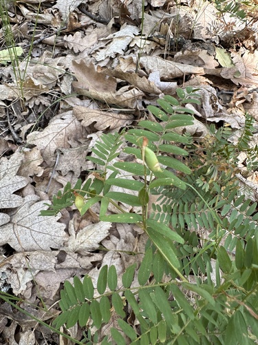 Danzig Vetch