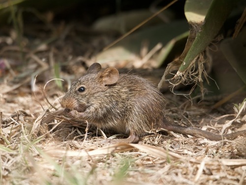 Nile Grass Rat