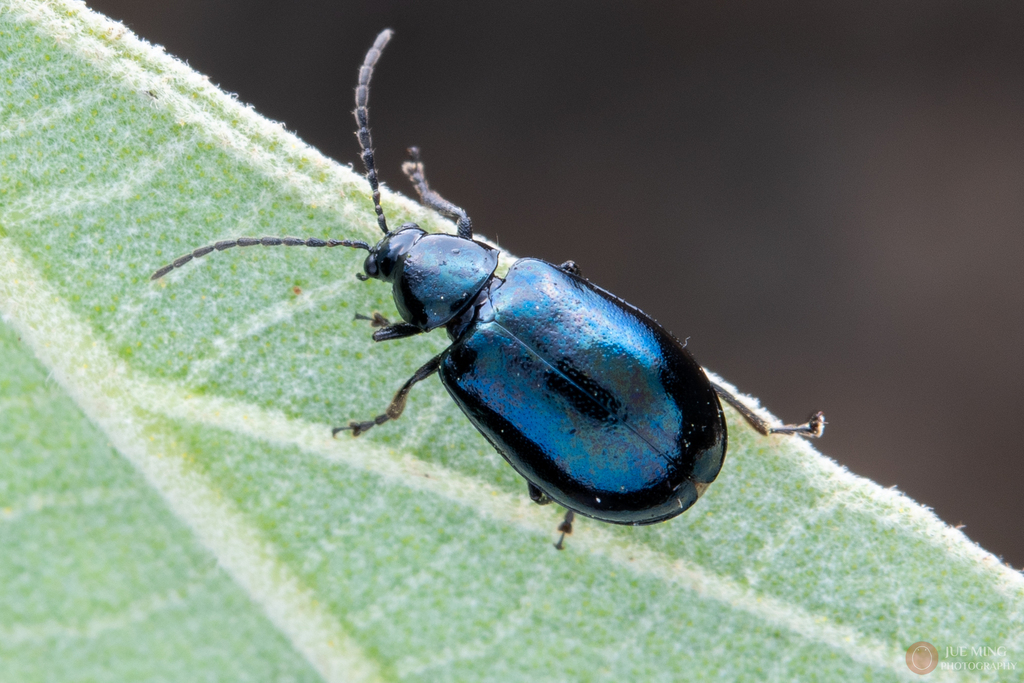 Charaea from 中国浙江省杭州市淳安县 on June 15, 2024 at 10:21 AM by 决明 · iNaturalist
