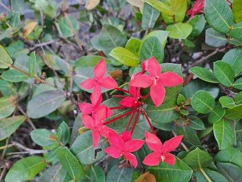 Jungle flame