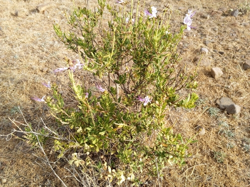 Ocimum grandiflorum