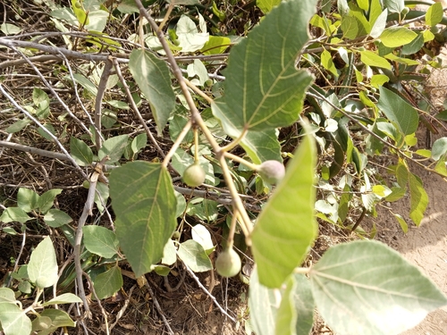 Punjab fig