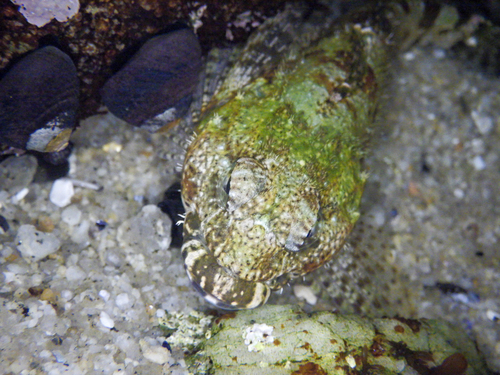 Woolly Sculpin