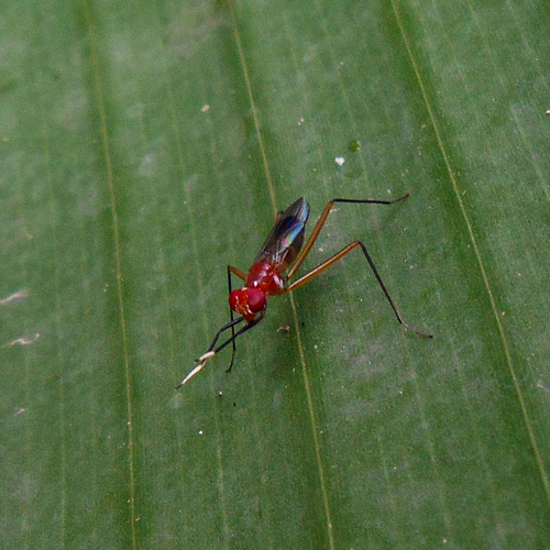 Grallipeza placida