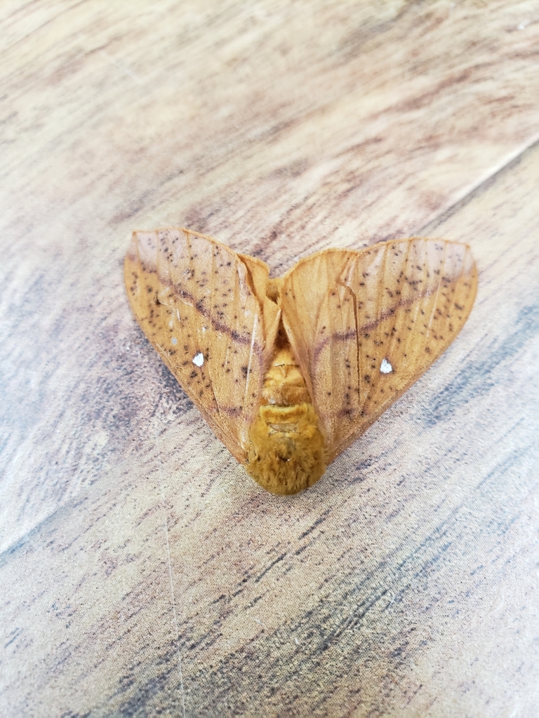 Orange-tipped Oakworm Moth from Outdoor Activity Center on June 24 ...