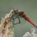 Ruddy Darter - Photo (c) Michael Bierbaumer, all rights reserved, uploaded by Michael Bierbaumer