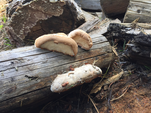 Spongiporus leucospongia