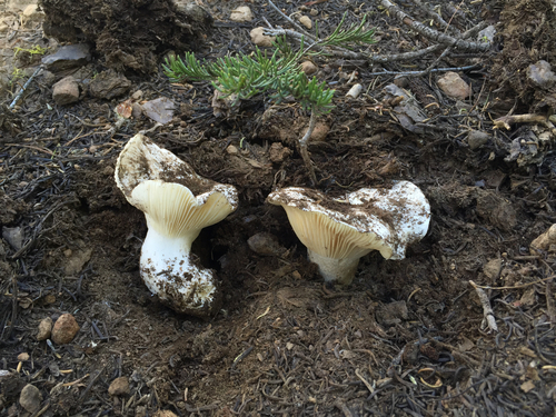 Hygrophorus subalpinus