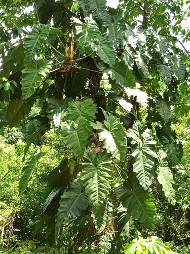 Philodendron simmondsii